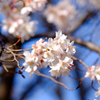 早咲き桜