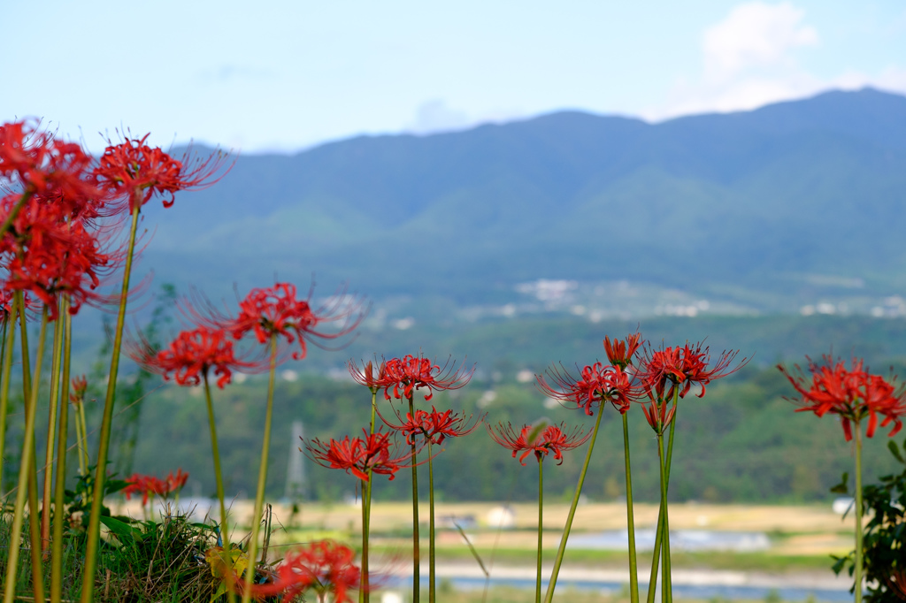 彼岸花と