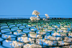 春の記憶：柵桜