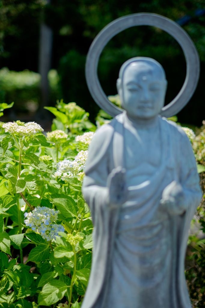 信濃あじさい寺