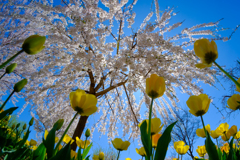 チューリップと桜