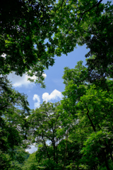 見上げる空