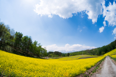 広がる青空と菜の花