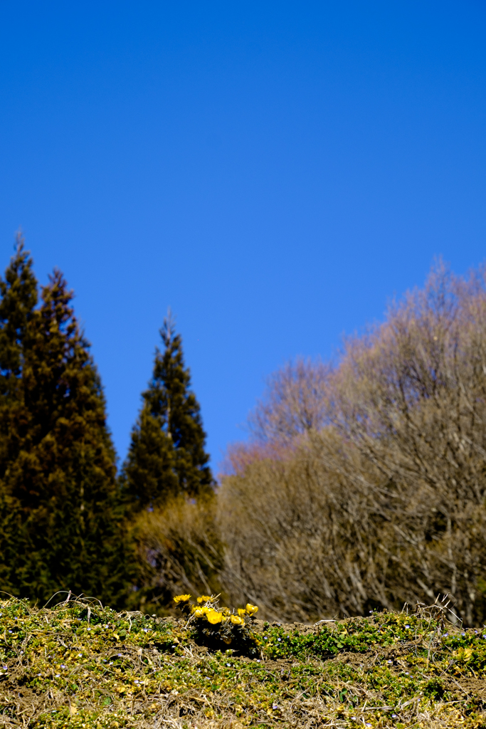 福寿草咲く