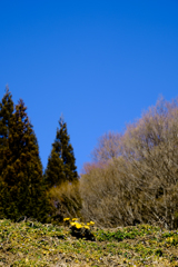 福寿草咲く