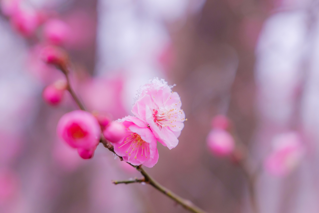 春色、梅色