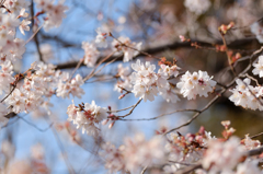 早咲き桜2
