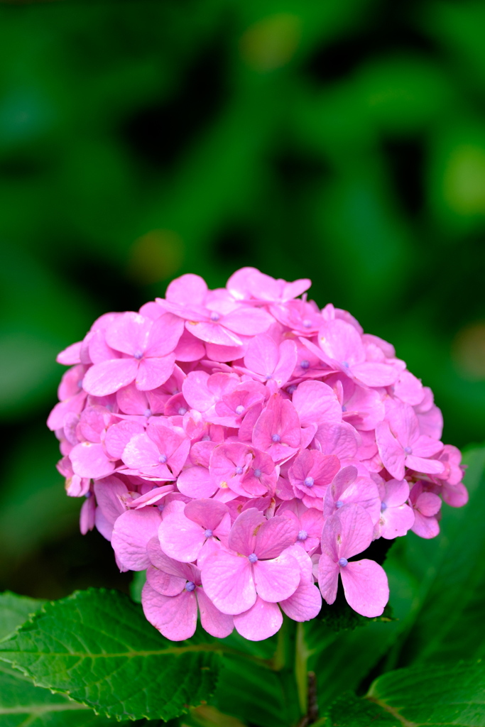 秋の紫陽花