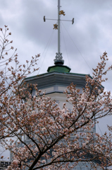 旧開智学校の桜