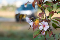 十月桜