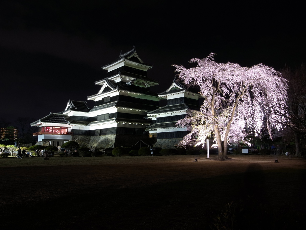 松本城の夜桜
