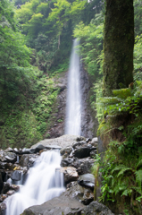 養老の滝