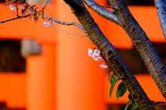 10月桜と鳥居