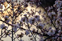 夕日に桜