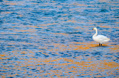 冬の想い出：夕方の白鳥