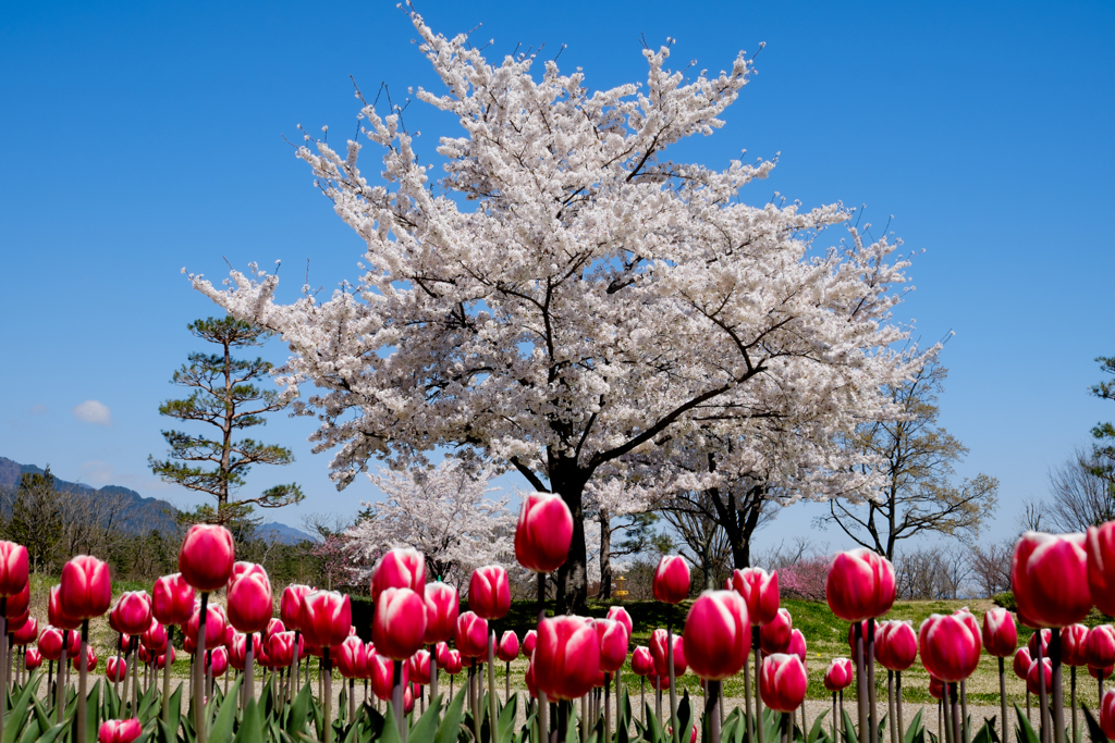 桜とチューリップ