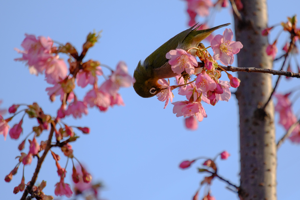 上手に蜜を吸う