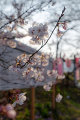朝桜
