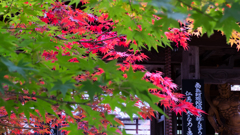 紅がさす