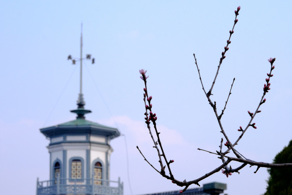 魯桃桜