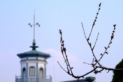魯桃桜