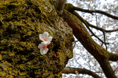 幹桜2