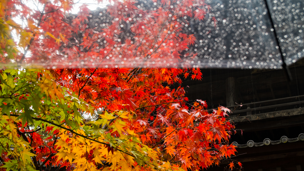雨と紅葉