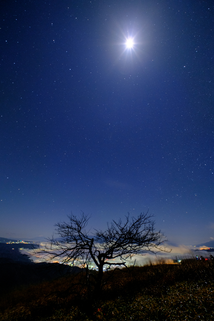 月の夜、山頂の木