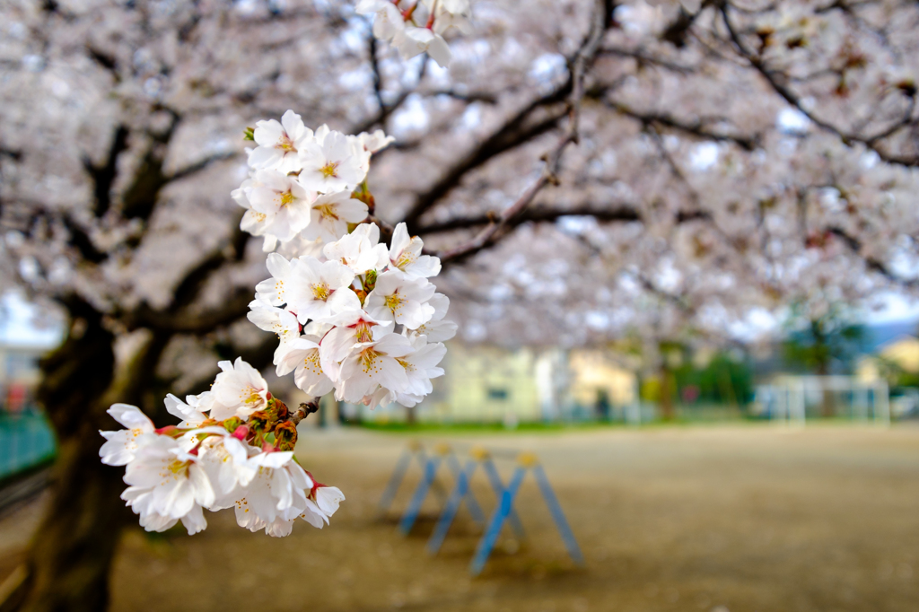桜と遊具2