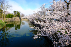 お堀の桜6