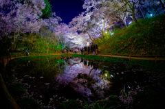 夜桜