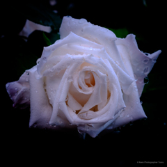 雨濡れの薔薇