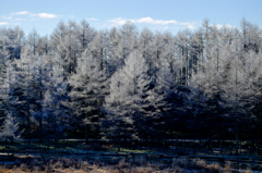 霧氷の森