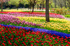 チューリップ園