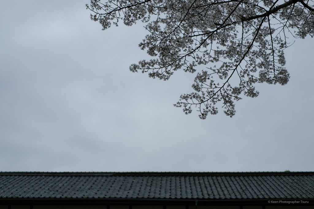 甍と桜