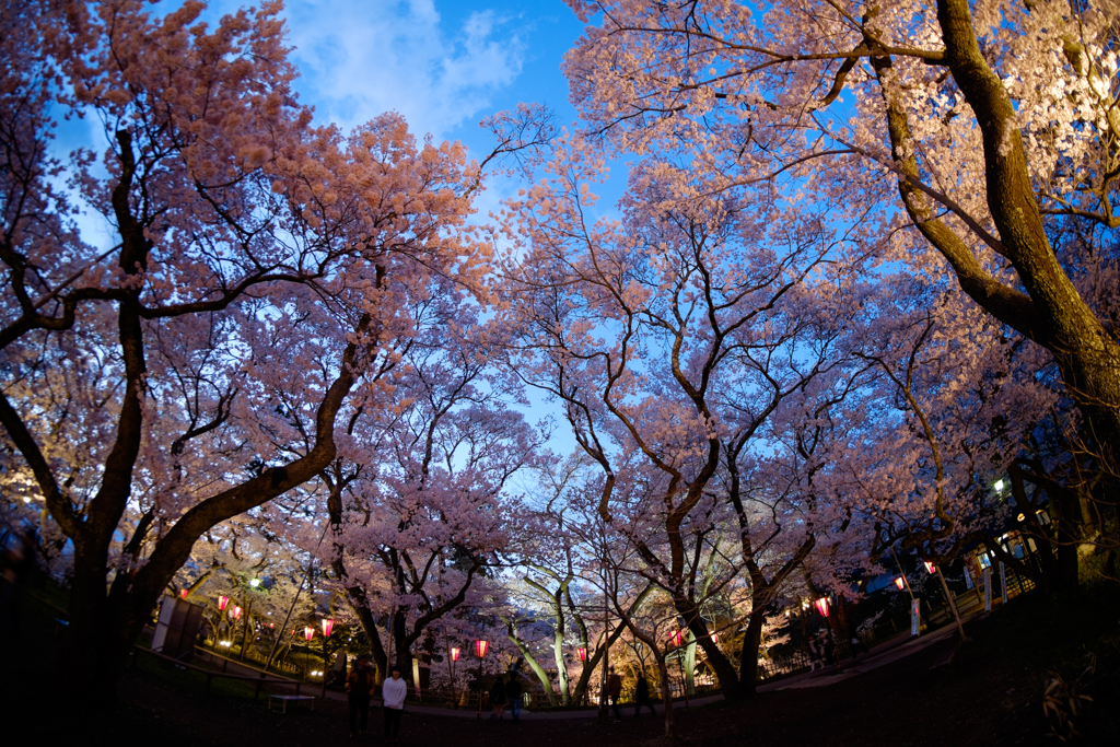 夜桜さくら