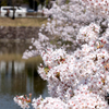 お堀の桜