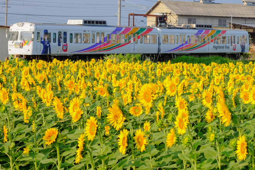 渕東なぎさトレイン、ひまわり畑通過