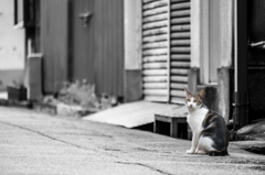 ねこ