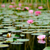 睡蓮の季節