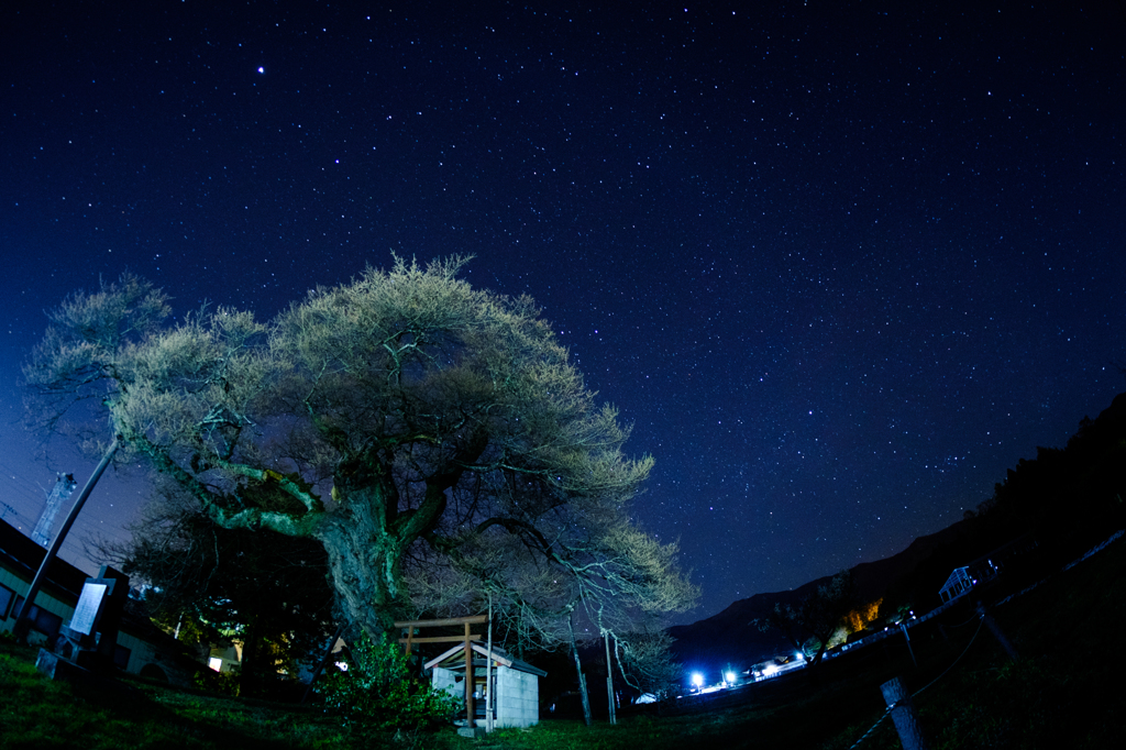 夜の中曽根エドヒガン