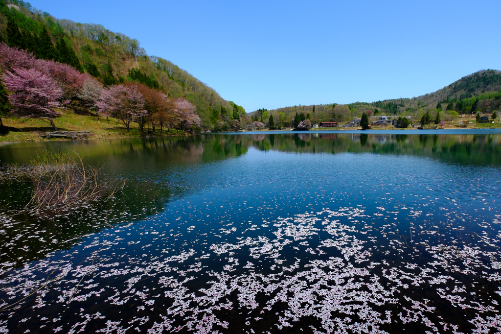 散り花と対岸の桜