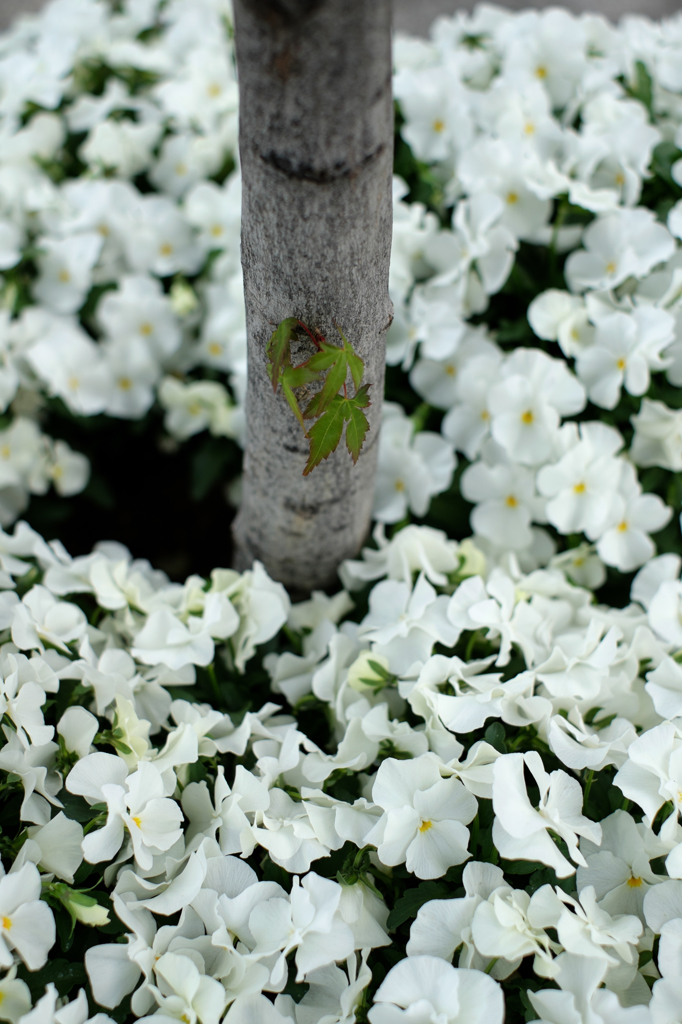 白花と葉