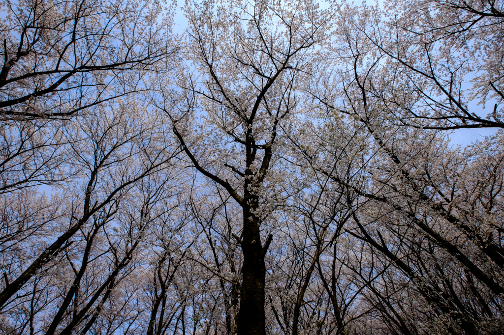 さくら桜サクラ
