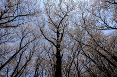 さくら桜サクラ