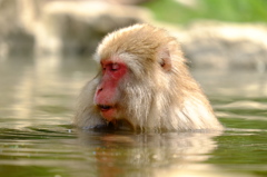 いい湯だね