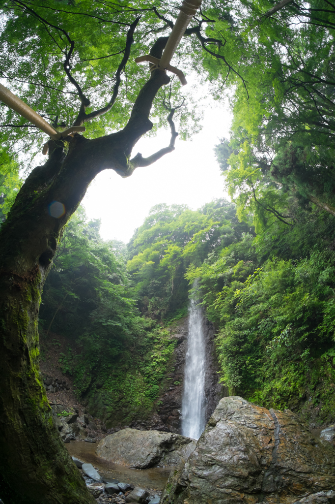 養老の滝と大木