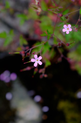 小さな花