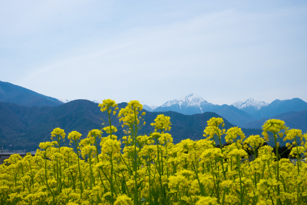 菜の花と常念岳