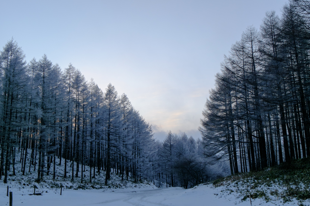 この道を登ってきた